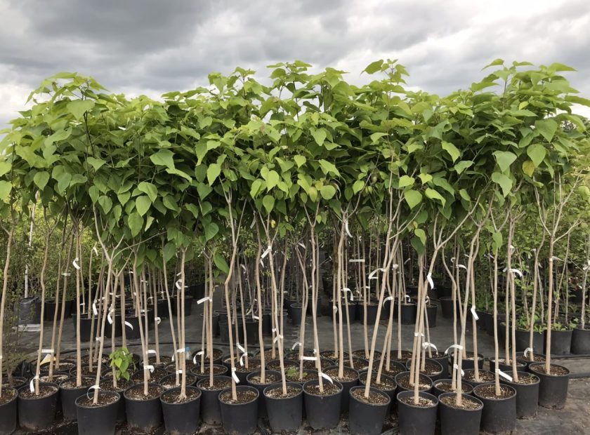 photo_2026-04-20_17-00-54