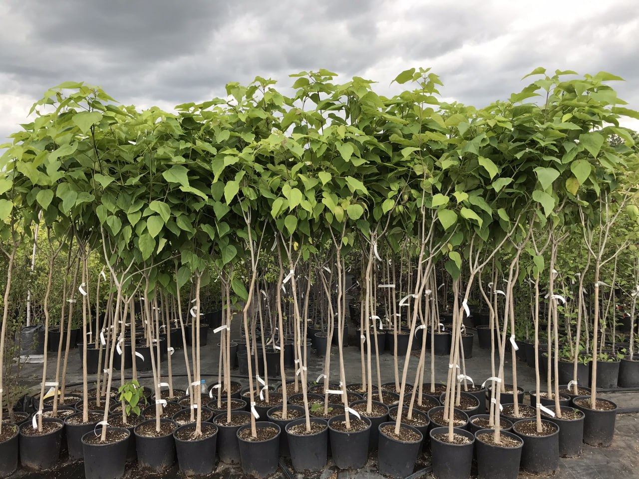 photo_2026-04-20_17-00-54